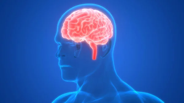 Ilustración Del Cerebro Banner Anatomía Del Sistema Órganos Humanos — Foto de Stock