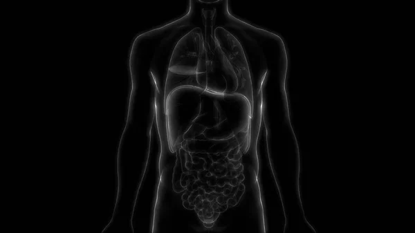 Иллюстрация Анатомии Органов Человека — стоковое фото