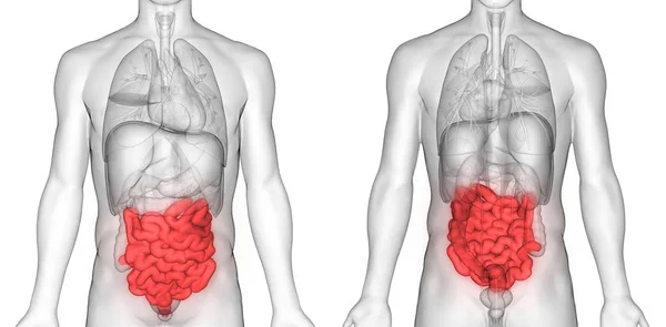 消化器系の3Dイラスト 人間の臓器解剖学バナー — ストック写真