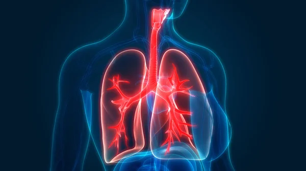 Ilustración Anatomía Pulmonar Del Sistema Respiratorio Humano — Foto de Stock