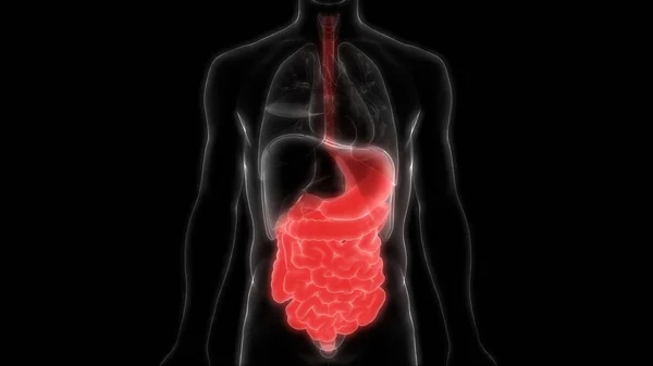 Illustratie Van Het Spijsverteringsstelsel Menselijke Organen Anatomie Banner — Stockfoto