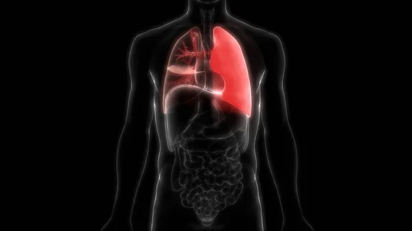 Ilustración Pulmones Banner Anatomía Del Sistema Órganos Humanos —  Fotos de Stock