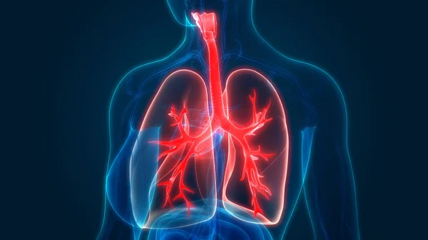 Ilustracja Anatomii Człowieka Oddechowe Płuc — Zdjęcie stockowe