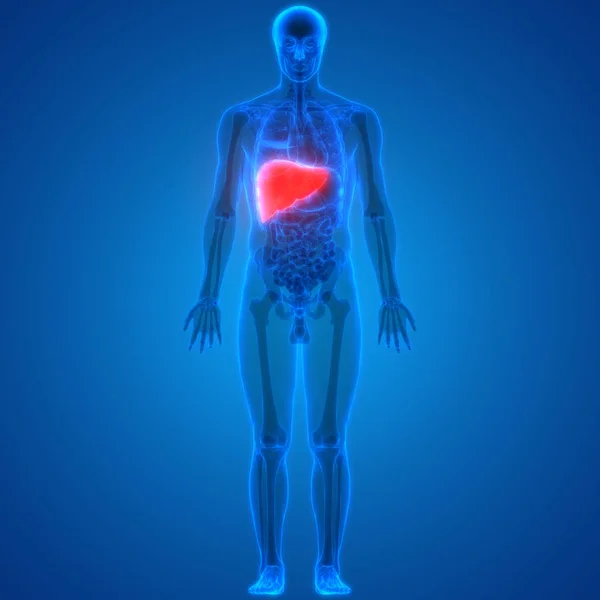 肝脏插图 人体器官系统解剖横幅 — 图库照片