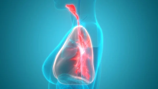 Ilustración Pulmones Banner Anatomía Del Sistema Órganos Humanos —  Fotos de Stock