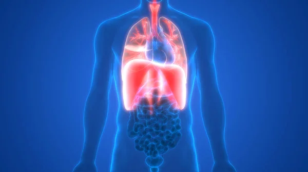 Ilustracja Płuc Ludzki Układ Narządów Anatomia Banner — Zdjęcie stockowe