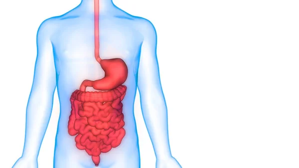 Illustration Digestive System Human Organs Anatomy Banner — Stock Photo, Image