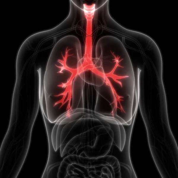 肺の3Dイラスト 人間の臓器系解剖学バナー — ストック写真