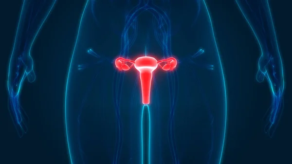Illustration Der Gebärmutter Des Menschlichen Organsystems Anatomie Banner — Stockfoto