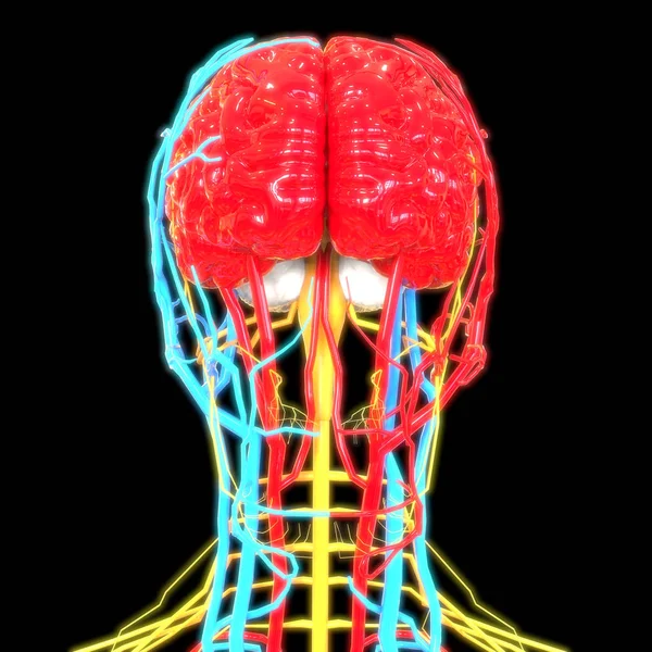 Ilustração Cérebro Banner Anatomia Sistema Órgãos Humanos — Fotografia de Stock