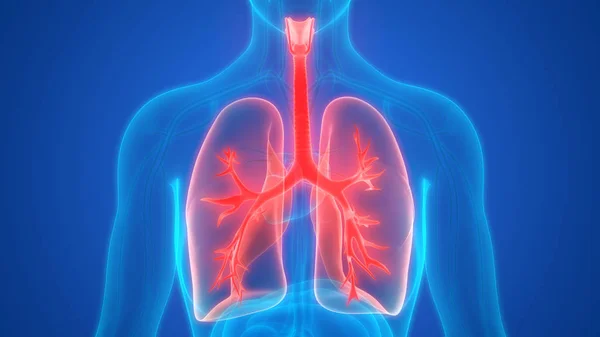 Ilustración Pulmones Banner Anatomía Del Sistema Órganos Humanos — Foto de Stock