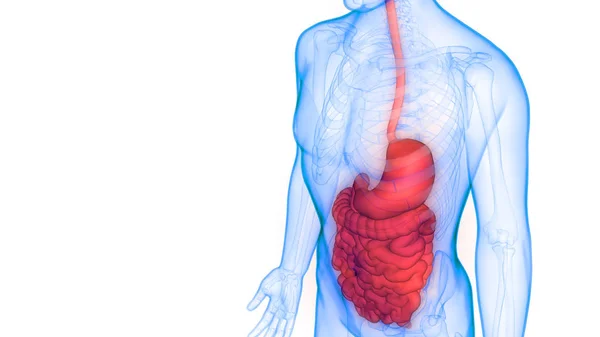 Illustration Des Verdauungssystems Anatomie Menschlicher Organe Banner — Stockfoto