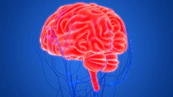 3d illustration of brain, human organs system anatomy banner
