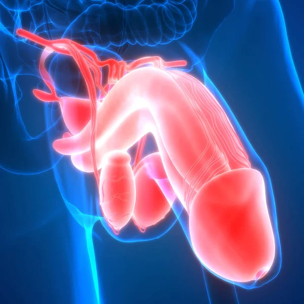 Illustrazione Del Pene Banner Anatomico Del Sistema Degli Organi Umani — Foto Stock