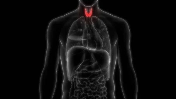 Illustration Sköldkörteln Mänskliga Organsystem Anatomi Banner — Stockfoto