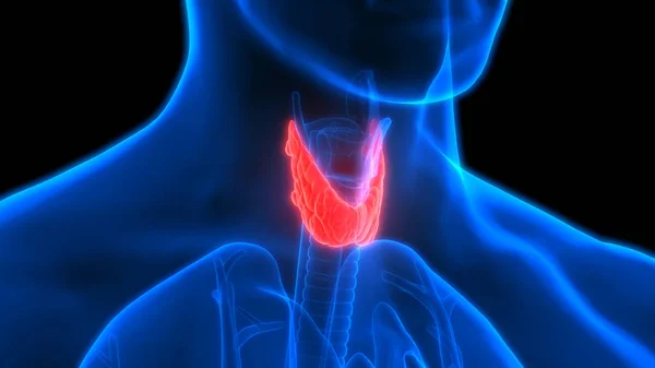 Ilustrasi Kelenjar Tiroid Sistem Organ Manusia Anatomi Spanduk — Stok Foto