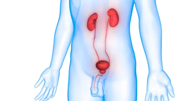 Ilustración Del Sistema Urinario Banner Anatomía Órganos Humanos — Foto de Stock