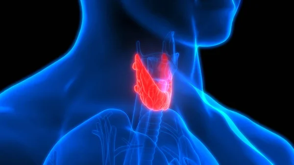 Illustration Thyroid Gland Human Organs System Anatomy Banner — Stock Photo, Image