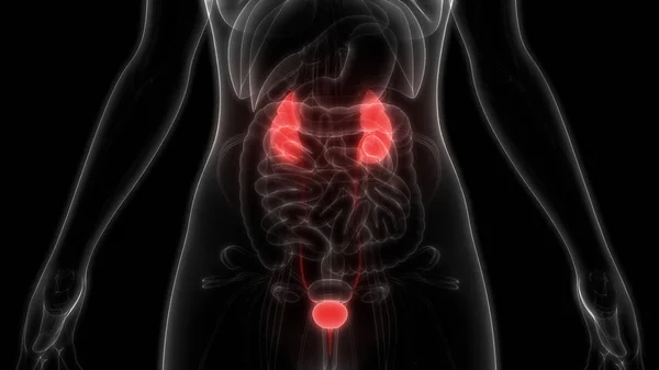 3d illustration of urinary system, human organs anatomy banner