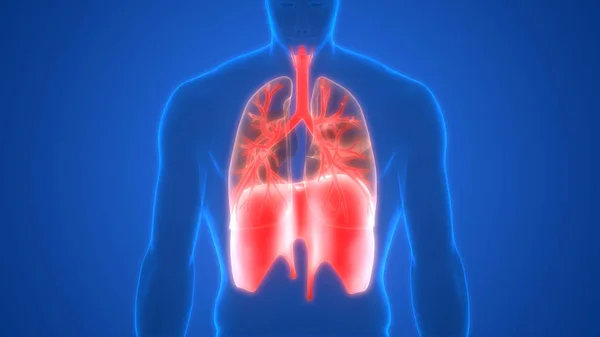 Ilustración Pulmones Banner Anatomía Del Sistema Órganos Humanos —  Fotos de Stock