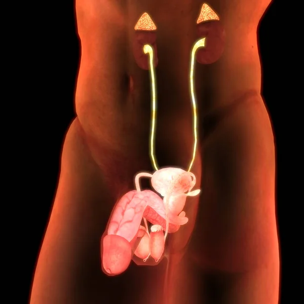 Illustrazione Del Pene Banner Anatomico Del Sistema Degli Organi Umani — Foto Stock