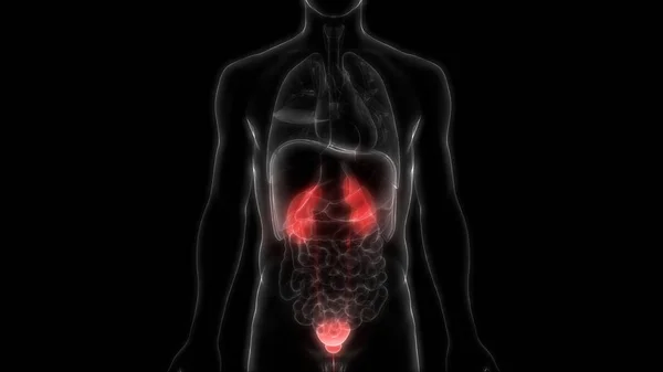 泌尿器系の3Dイラスト 人間の臓器解剖学バナー — ストック写真