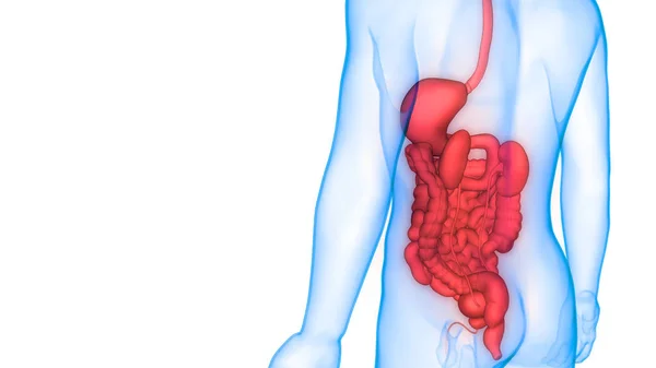 Kuva Ruoansulatuskanavan Ihmisen Elinten Anatomia Banneri — kuvapankkivalokuva