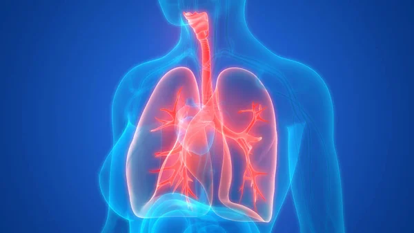 Ilustracja Płuc Ludzki Układ Narządów Anatomia Banner — Zdjęcie stockowe