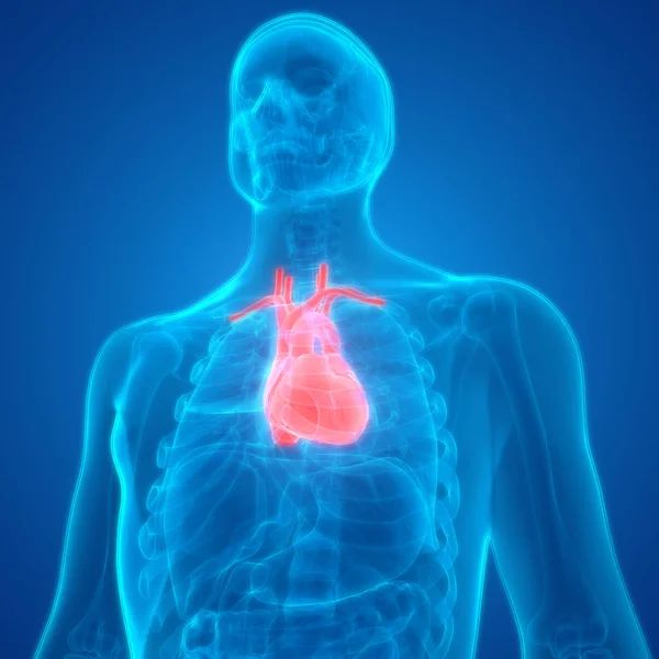 Απεικόνιση Της Καρδιάς Σύστημα Ανθρώπινων Οργάνων Ανατομίας Πανό — Φωτογραφία Αρχείου