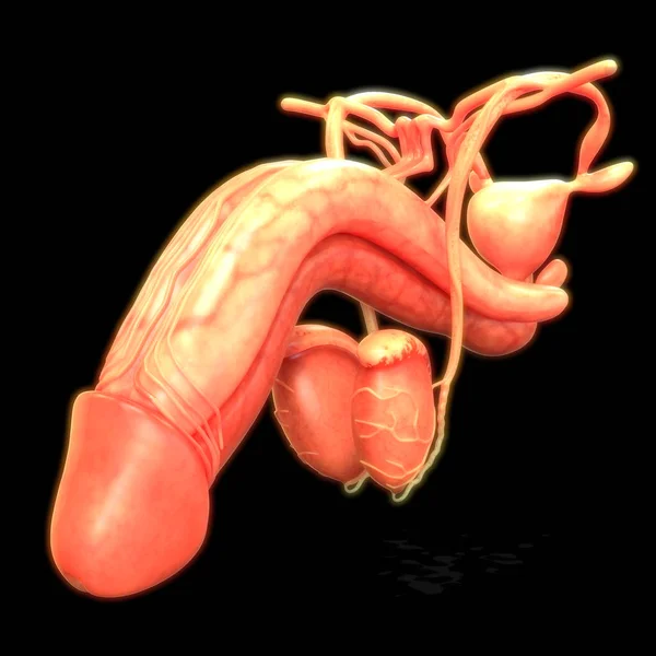 Ilustracja Penisa Układ Anatomii Narządów Ludzkich — Zdjęcie stockowe