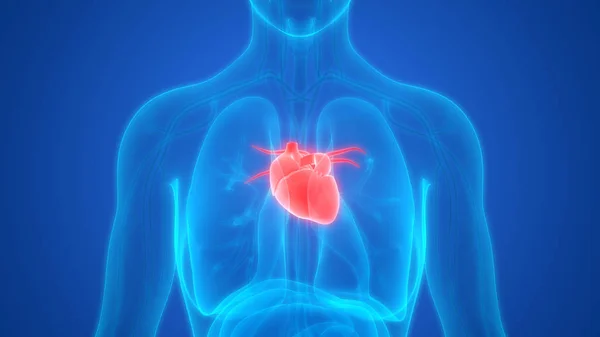 Ilustrace Srdce Nápis Anatomie Systému Lidských Orgánů — Stock fotografie