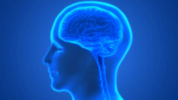 Illustratie Van Hersenen Menselijke Organen Systeem Anatomie Banner — Stockfoto