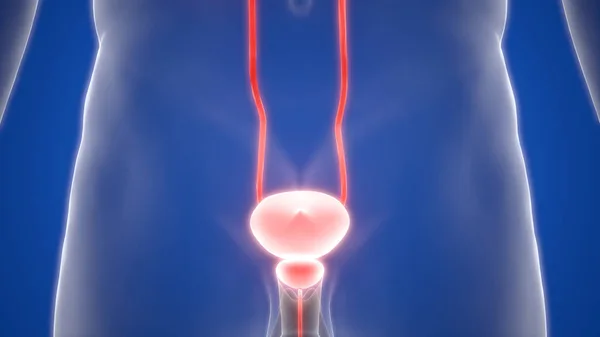 Ilustrace Močového Systému Anatomické Praporu Lidských Orgánů — Stock fotografie