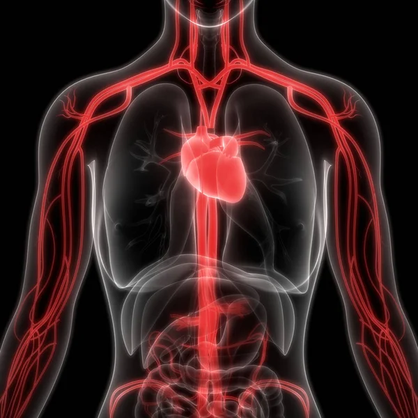 Kalp Illüstrasyon Insan Organları Sistem Anatomisi Afiş — Stok fotoğraf