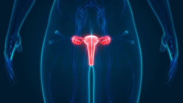 Illustratie Van Baarmoeder Menselijke Organen Systeem Anatomie Banner — Stockfoto