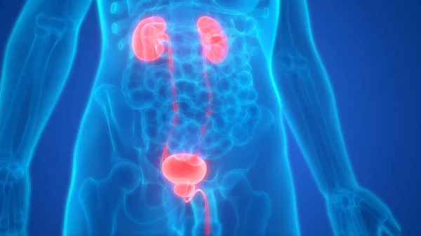 Illustratie Van Urinewegen Menselijke Organen Anatomie Banner — Stockfoto