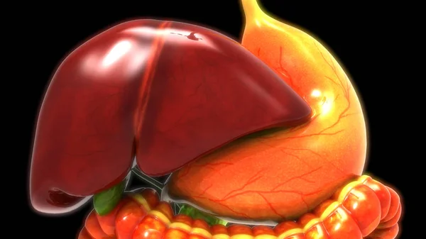 Ilustración Del Hígado Banner Anatomía Del Sistema Órganos Humanos — Foto de Stock