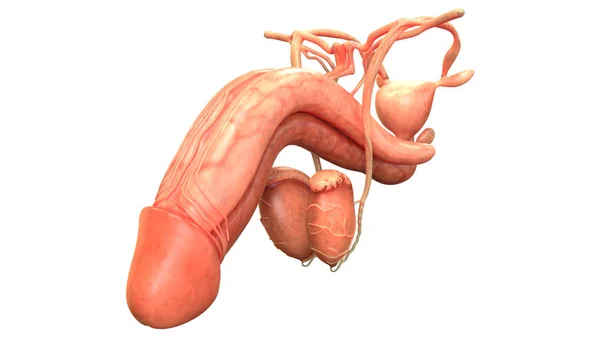 Ilustrace Penisu Nápis Anatomie Systému Lidských Orgánů — Stock fotografie