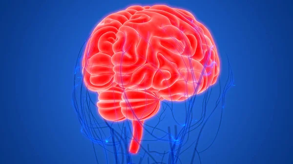 Ilustración Del Cerebro Banner Anatomía Del Sistema Órganos Humanos — Foto de Stock