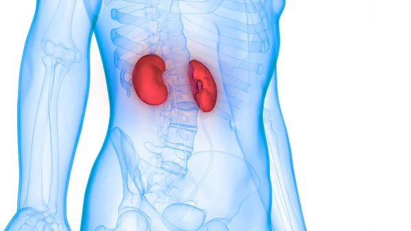 Illustration Der Nieren Des Menschlichen Organsystems Anatomie Banner — Stockfoto