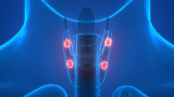 Ilustração Glândula Tireóide Banner Anatomia Sistema Órgãos Humanos — Fotografia de Stock