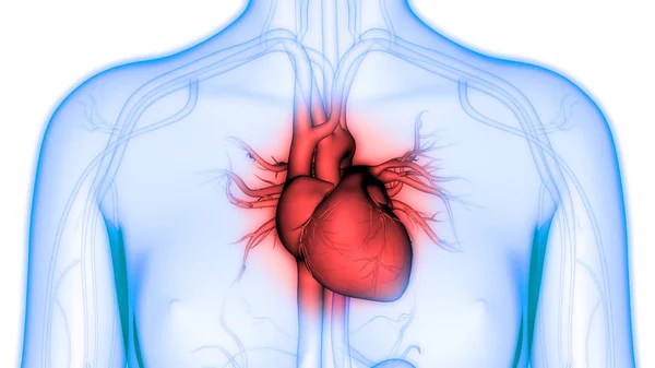 Ilustración Del Corazón Banner Anatomía Del Sistema Órganos Humanos — Foto de Stock