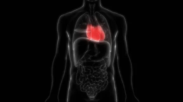 Ilustrare Inimii Sistemului Organe Umane Anatomie Banner — Fotografie, imagine de stoc