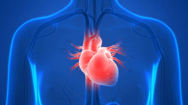 Ілюстрація Серця Система Органів Людини Банер Анатомії — стокове фото