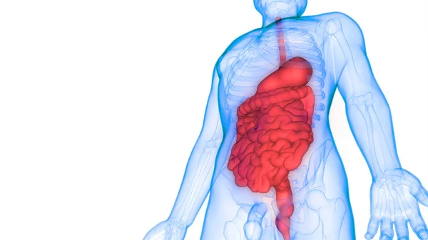 Illustrazione Del Sistema Digestivo Banner Anatomico Degli Organi Umani — Foto Stock