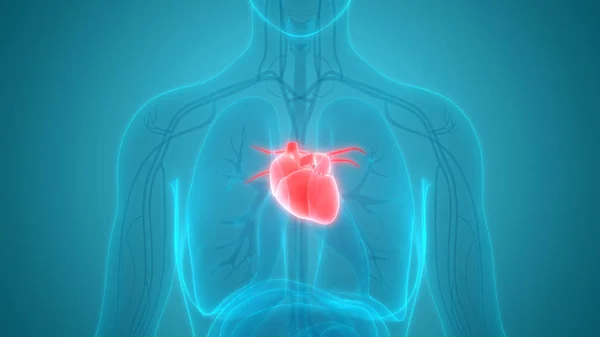 3d illustration of heart, human organs system anatomy banner