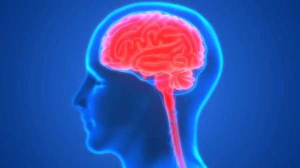 Beyin Illüstrasyon Insan Organları Sistem Anatomisi Afiş — Stok fotoğraf