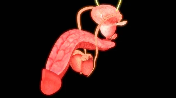 Ilustração Pénis Bandeira Anatomia Sistema Dos Órgãos Humanos — Fotografia de Stock