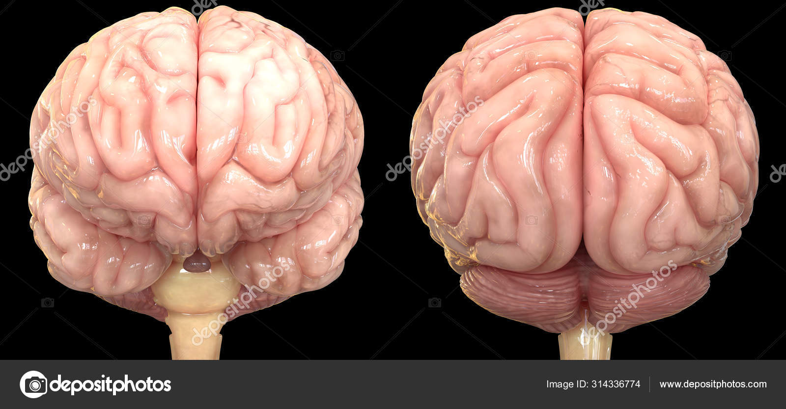 Ilustración Del Órgano Central Del Sistema Nervioso Humano Anatomía  Cerebral — Foto de stock #314336774 © magicmine, image size:1600x833