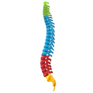 3D Illustration of Vertebral Column of Human Skeleton System Anatomy clipart